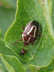 Perillus circumcinctus