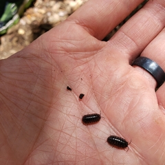 Armadillidium vulgare