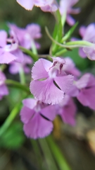 Platanthera peramoena