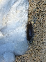 Synchroa punctata
