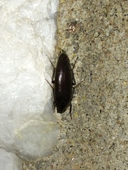 Synchroa punctata