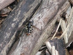 Sericomyia lata