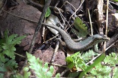 Trachylepis comorensis