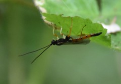 Dolichomitus irritator