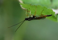 Dolichomitus irritator