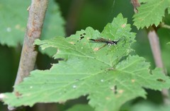 Dolichomitus irritator