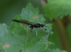 Dolichomitus irritator