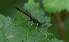 Dolichomitus irritator