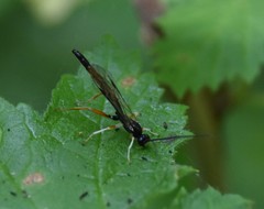 Dolichomitus irritator