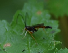 Dolichomitus irritator