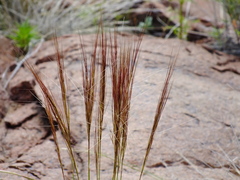 Aristida trachyantha