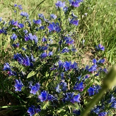 Echium vulgare