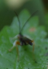 Dolichomitus irritator