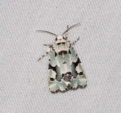 Emarginea percara