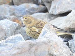 Melanodera xanthogramma