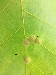 Caryomyia antennata
