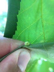 Caryomyia antennata