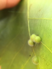 Caryomyia antennata