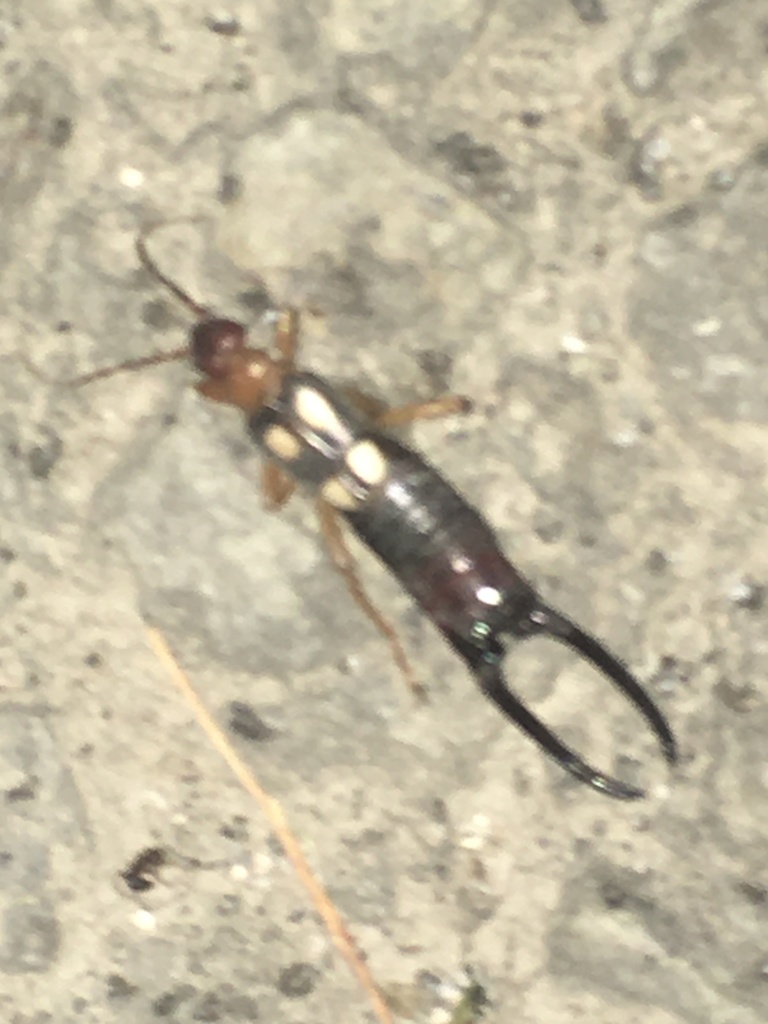 Smyrna Earwig