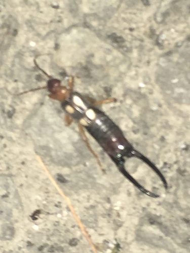 Smyrna Earwig