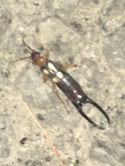 Forficula smyrnensis