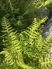 Athyrium distentifolium