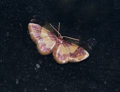Idaea basinta