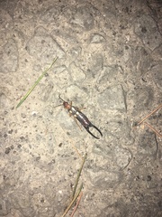 Forficula smyrnensis