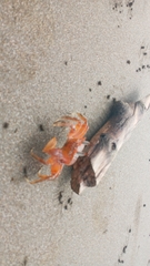 Ocypode gaudichaudii