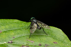 Athericidae