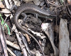 Trachylepis comorensis