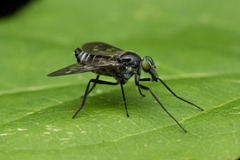 Athericidae