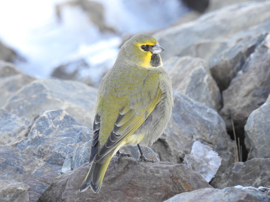 Yellow-bridled Finch (Yellow-tailed)