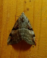 Aplocera praeformata