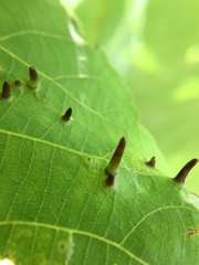 Caryomyia subulata