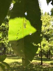 Caryomyia subulata