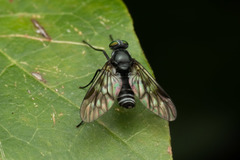 Athericidae