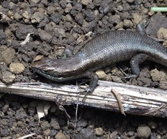 Trachylepis comorensis