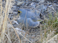 Melanodera xanthogramma