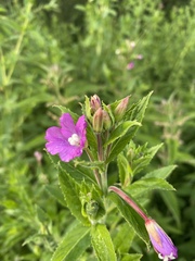 Epilobium hirsutum