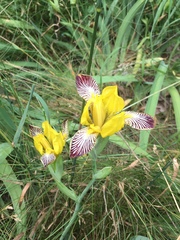 Iris variegata