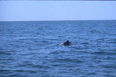 Cephalorhynchus heavisidii