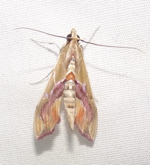 Agathodes monstralis