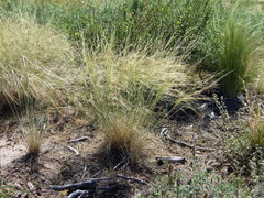 Nassella tenuis