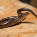 Little Brown Skink - Photo (c) Richard Coldiron, some rights reserved (CC BY-NC), uploaded by Richard Coldiron