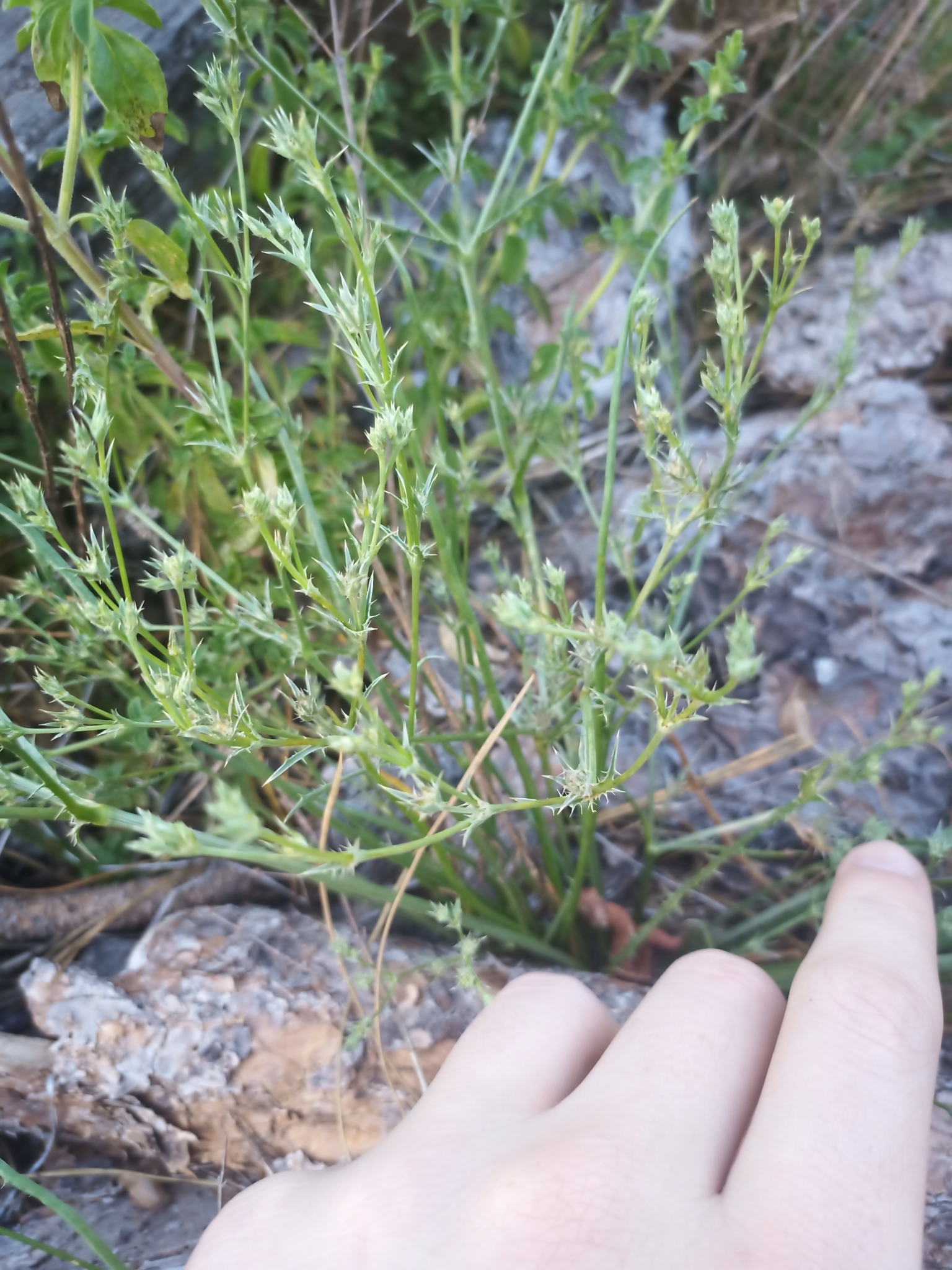 Eryngium constancei