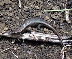 Trachylepis comorensis