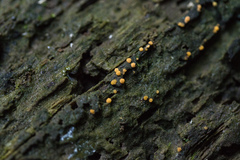 Sphaerosporium lignatile