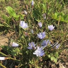 Lactuca tatarica