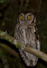 Megascops sanctaecatarinae